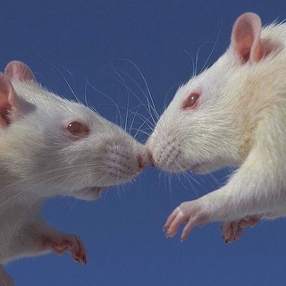 Логотип @kpackunaucmopuu - Крыскины истории 🔞