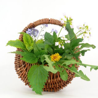 Логотип @kraeuterheilpflanzen - KräuterHeilPflanzen