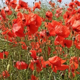 Логотип @krasakubani - КРАСА КУБАНИ, Краснодарский край, Россия.