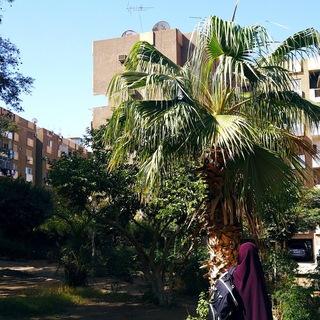 Логотип @krasamusulmanki - 🌴Там ,где пальмы🌴