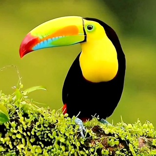 Логотип @krasivie_kadri - КРАСИВЫЕ КАДРЫ