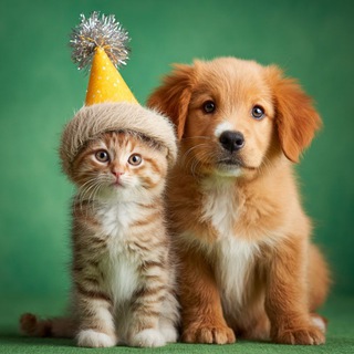 Логотип @krasiviy_amir1 - Замурчательный Мир 🐶🐈