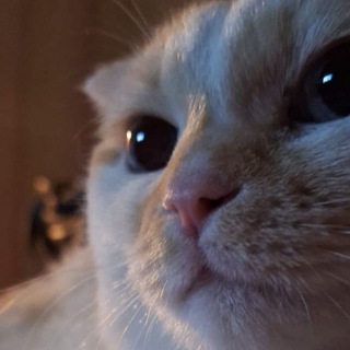 Логотип @krasiviy_status - 🌌β ӄσϲϻσϲε🌌