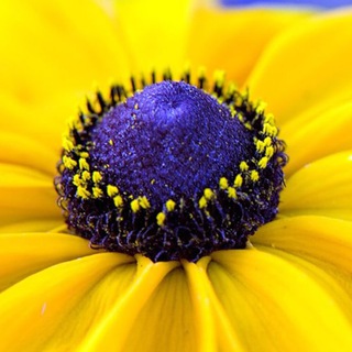 Логотип @krasivo_sad - Красивый сад и огород