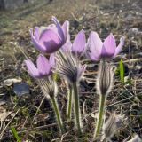 Логотип @krasivoe_vokrug - Красивое вокруг