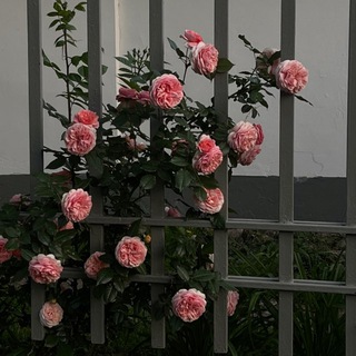 Логотип @krasivoevideostories - Красивые видео для твоих сторис