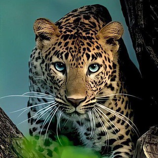 Логотип @krasivoml - 💛 Жизнь в картинках 💛