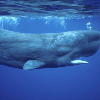 Логотип @krassegruppe - Ich will ne 5000er Gruppe