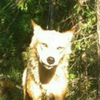 Логотип @kraszag - Ньюсрум