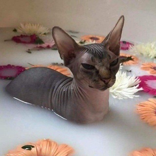 Логотип @krem_ot_zlosti - как мне всё это дорого