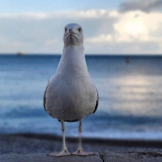 Логотип @krimski - Крымский