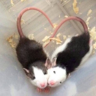 Логотип @krisiniiroy - крысиный рой южного фд