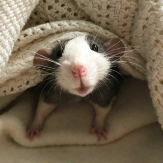 Логотип @kriskirg - Крыски в телеграм