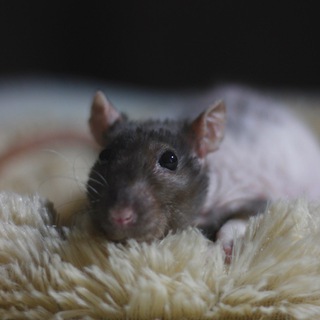 Логотип @krisonki - крысоньки Chat