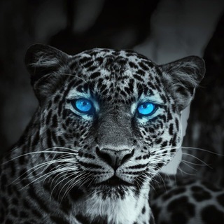 Логотип @krivbasshd - Wallpapers HD