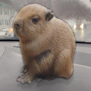 Логотип @krnkrnj - карина кринж. 🥶🥶