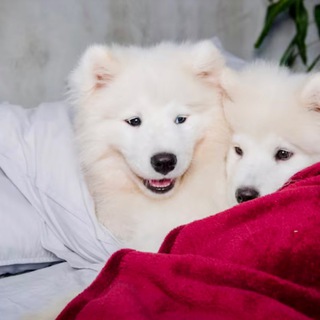 Логотип @krohivposteli - Крошки в постели