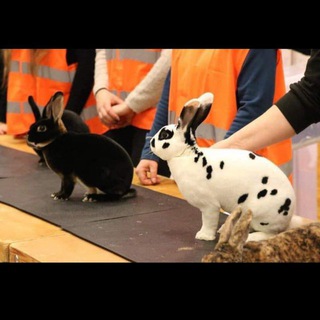 Логотип @krollokrol - ⚜️ REKS CLUB⚜️