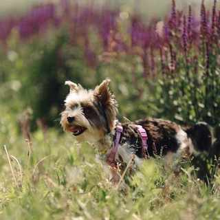 Логотип @krosh_kroo - непоседа крош