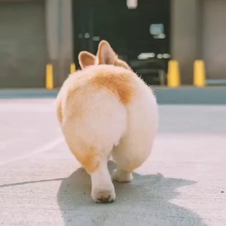 Логотип @kroshkacorgi - Крошка корги