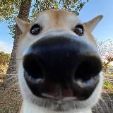 Логотип @kryglyak - КРУГЛЯК