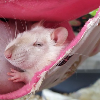 Логотип @kryscom - 🐀крисулькени