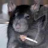 Логотип @krysinoe_korolevstvo - Крысиное Королевство