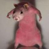 Логотип @kryskilove - 🐀