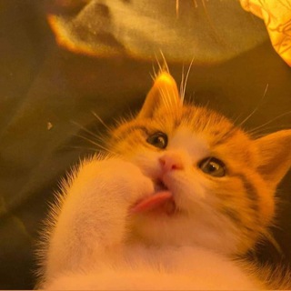 Логотип @ks_pakhomova - Булочная Ксюши Пахомовой