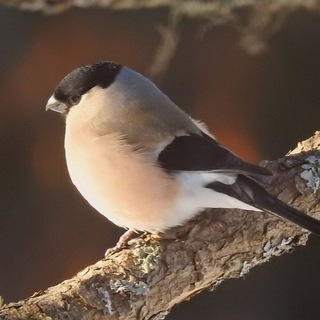 Логотип @kstati_o_ptichkah - Кстати, о птичках