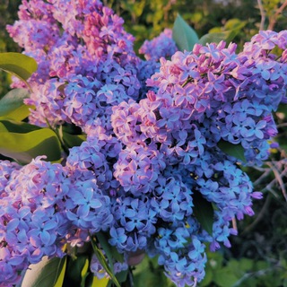 Логотип @ksuskinlucky - Обогащай душу