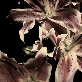 Логотип @ktoetoz - лекси