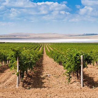 Логотип @kubanvino - Винодельня «Кубань-Вино»