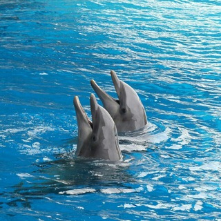 Логотип @kubvision - Кубановидение