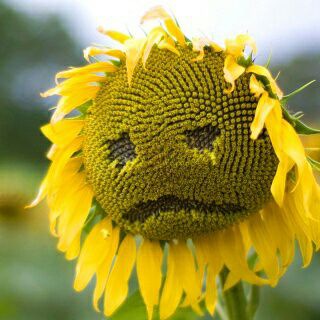 Логотип @kubzhur - Кубанская журналистика (tm)