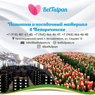 Логотип @kucherovpavel - БелТюльпан 🌷 Луковицы|Тюльпаны оптом Россия