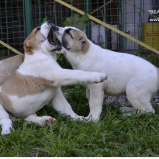 Логотип @kuchuk_bozori - 🐶😈Kuchuklar bozori😈🐶