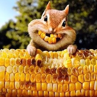 Логотип @kukuchann - Кукуруза 🌽