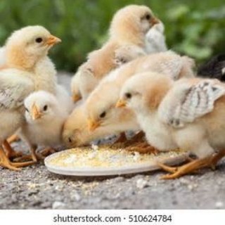 Логотип @kukupoint - Ben kukufarm