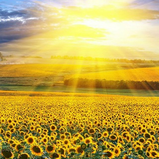 Логотип @kungaboqarla - 🌻 KunGaBoQaRlaR 🌞