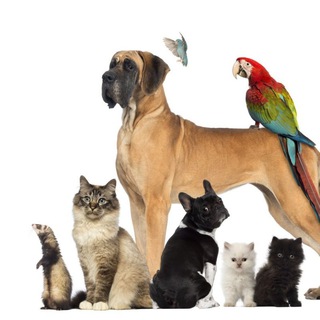 Логотип @kupiprodaigiv - Породистые животные. Купить, продать.