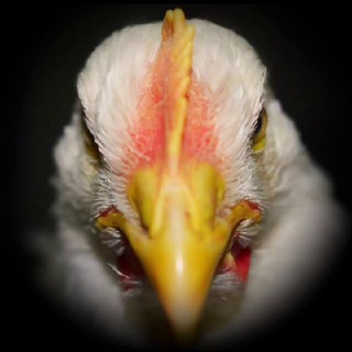 Логотип @kurochka_01 - Курочка.01