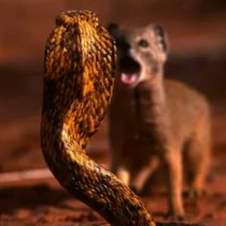 Логотип @kurskantikor - Курский АНТИКОРР