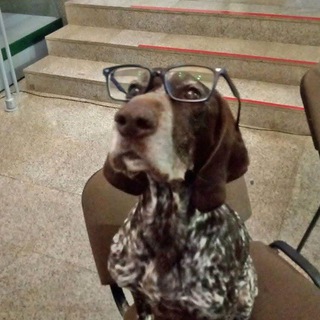 Логотип @kurzhaar_in_siberia - Курцхаар в Сибири🎯