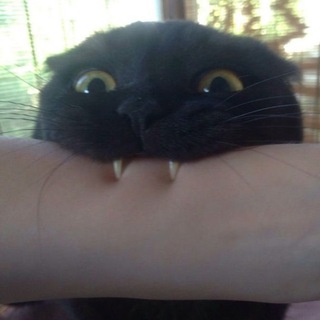 Логотип @kusyuk - КУСЬ 😼