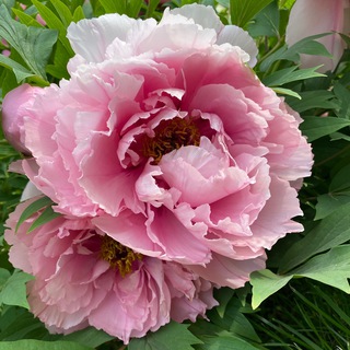 Логотип @kutubunmufidah - Kutubun mufeedah