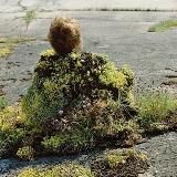 Логотип @kuyfloll - make me blush