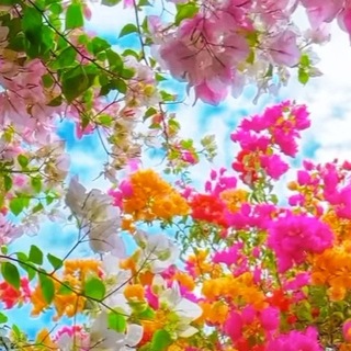 Логотип @kuyvaqushiq - 🌹Яхши куй ва қўшиқлар гурухи🎧