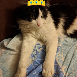 Логотип @kuzevancheg - Приключения Кузьмы