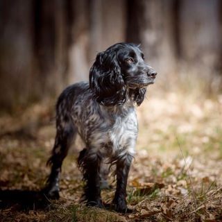 Логотип @kuzhunter - Охотник